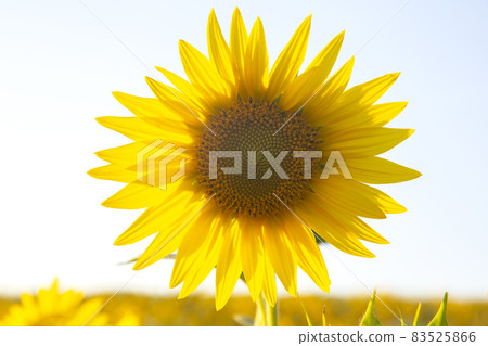 sunflower flower in a field in sunbeams against the sky. agriculture and agroindustry sunflower flower in a field in sunbeams against the sky. agriculture and agroindustry 83525866