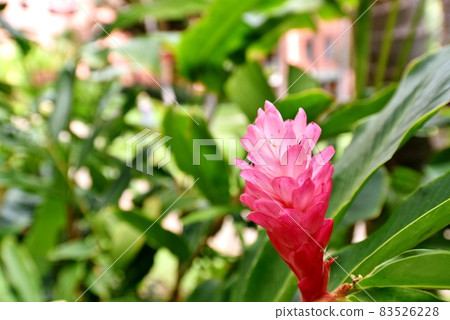 Holidays in Hawaii 83526228