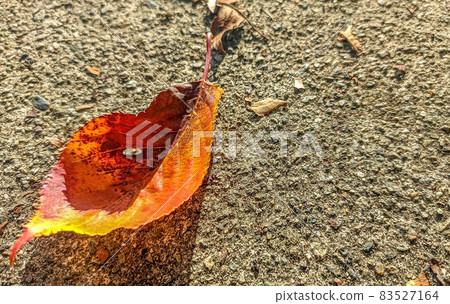 Fallen leaves Fallen leaves 83527164