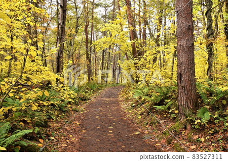 秋季 裡磐梯五色沼自然探索之路 紅葉/黃葉 83527311