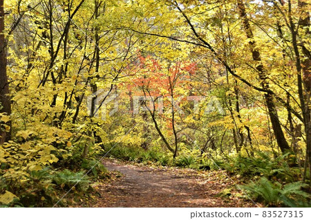 Autumn Urabandai Goshikinuma Nature Exploration Road Autumn Leaves / Yellow Leaves Autumn Urabandai Goshikinuma Nature Exploration Road Autumn Leaves / Yellow Leaves 83527315