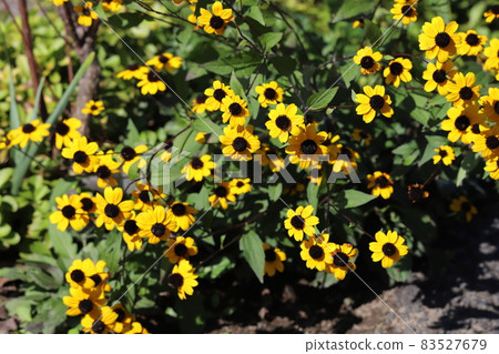 開花在秋天公園的Lildobekia takao黃色花 開花在秋天公園的Lildobekia takao黃色花 83527679