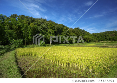 碩果累累的秋天狹山山,藍天收割稻穀時的岸灘 碩果累累的秋天狹山山,藍天收割稻穀時的岸灘 83527893