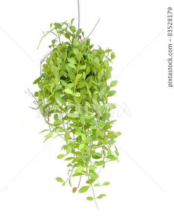 Green house ivy plant Hanging in flower pot isolated on white background Green house ivy plant Hanging in flower pot isolated on white background 83528179