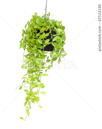Green house ivy plant Hanging in flower pot isolated on white background 83528180