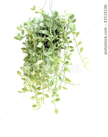 Green house ivy plant Hanging in flower pot isolated on white background Green house ivy plant Hanging in flower pot isolated on white background 83528186