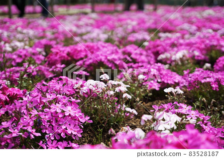 Blooming Shibazakura Pink Moss flower garden Blooming Shibazakura Pink Moss flower garden 83528187