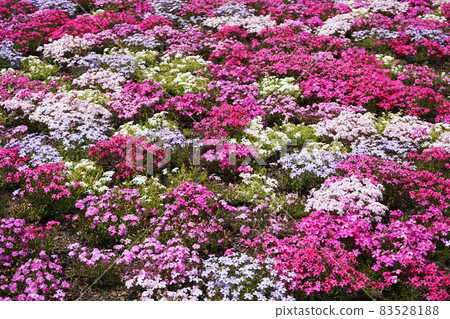 Blooming Shibazakura Pink Moss flower garden Blooming Shibazakura Pink Moss flower garden 83528188
