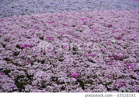 Blooming Shibazakura Pink Moss flower garden Blooming Shibazakura Pink Moss flower garden 83528191