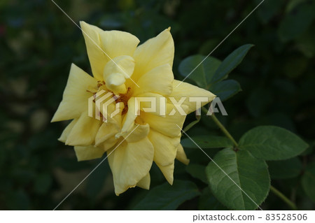 玫瑰園 伊豆山 83528506