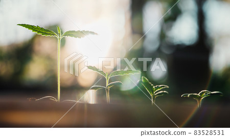 closeup small cannabis tree from seed growth step in garden 83528531