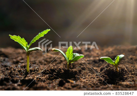 closeup small cannabis tree from seed growth step in garden 83528647