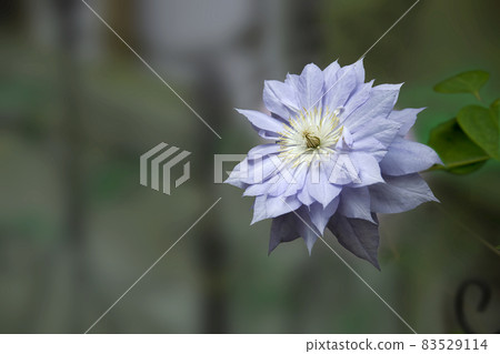 Double-flowered clematis "Bell of Walking" 83529114
