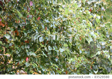 Immature fruit of camphor tree Immature fruit of camphor tree 83529380