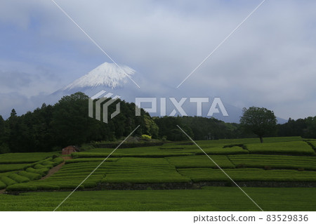 Tea plantation Mt. Fuji 83529836
