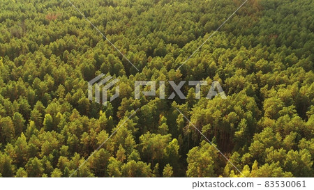Aerial View Of Green Forest Landscape. Top View From High Attitude In Summer Evening. Natural Backdrop Background Of Coniferous Forest. Drone View. Bird's Eye View 83530061