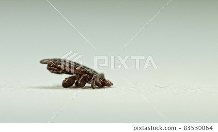 Set. Dermacentor Reticulatus On White Paper Background. Also Known As The Ornate Cow Tick, Ornate Dog Tick, Meadow Tick, And Marsh Tick. Family Ixodidae. Ticks Are Carriers Of Dangerous Diseases Set. Dermacentor Reticulatus On White Paper Background. Also Known As The Ornate Cow Tick, Ornate Dog Tick, Meadow Tick, And Marsh Tick. Family Ixodidae. Ticks Are Carriers Of Dangerous Diseases 83530064