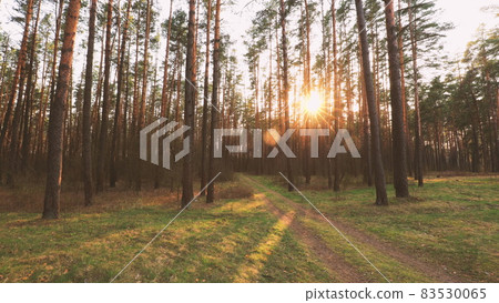 Beautiful Sunrise Sun Sunshine In Sunny Spring Coniferous Forest. Sunlight Sunbeams Through Woods In Forest Landscape. Beautiful Sunrise Sun Sunshine In Sunny Spring Coniferous Forest. Sunlight Sunbeams Through Woods In Forest Landscape. 83530065