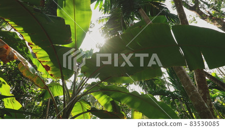 Goa, India. Big Green Leaves Of Banana Grass On Background Tall Palm Tree And Blue Sky In Summer Sunny Day. Bottom View. Wide Angle 83530085