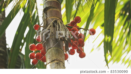 Goa, India. Areca Catechu Palm With Narcotic Nuts On Background Green Leaves 83530090