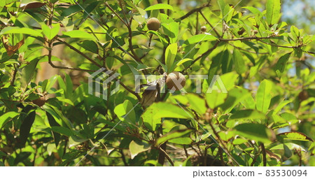 Goa, India. Young Fruits Manilkara Zapota Growing On Tree Plantation. Organic Farming Agricultural Tropical Fruits. Sapodilla, Sapota, Chikoo, Naseberry, Or Nispero 83530094