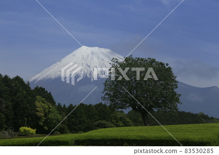Forest tea plantation Mt. Fuji 83530285