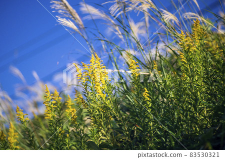 Solidago altissima and Miscanthus sinensis swaying in the autumn breeze 83530321