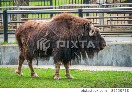 The muskox or musk ox, lat. Ovibos moschatus, in zoo 83530718