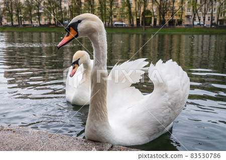 Two graceful white swans swim in the pond in city park. 83530786