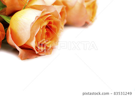 Background for Valentine's Day, March eighth, mother's Day, with pink roses. Isolated on a white background with space to copy Background for Valentine's Day, March eighth, mother's Day, with pink roses. Isolated on a white background with space to copy 83531249