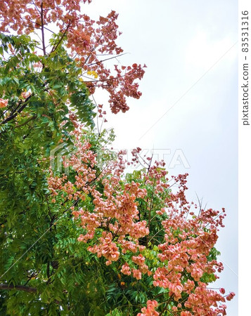 Okinawa's Taiwan Mokugenji 5 83531316