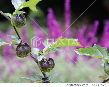 Black fox with pale purple flowers 83531575
