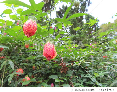 Abutilon pictum (Shojo) 1 Abutilon pictum (Shojo) 1 83531708