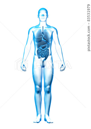 3D model of human internal organs, organs, medical and health 83531979