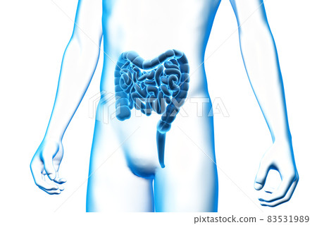 3D model of human intestine, large intestine and small intestine, medical and health 83531989