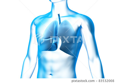 3D model of human lung, medical and health 83532008