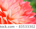 Gunma: Iris Hill (Dahlia Garden) [Dahlia Petals: Macro Close-up] 83533302