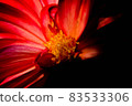 Gunma: Iris Hill (Dahlia Garden) [Dahlia Petals: Macro Close-up] 83533306