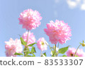 Gunma Prefecture: Iris Hill (Dahlia Garden) [Pink Dahlia] 83533307