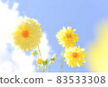 Gunma Prefecture: Iris Hill (Dahlia Garden) [Yellow Dahlia] 83533308