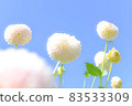 Gunma Prefecture: Iris Hill (Dahlia Garden) [White Dahlia] 83533309