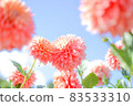 Gunma Prefecture: Iris Hill (Dahlia Garden) [Peach Dahlia] 83533310