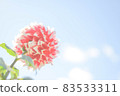 Gunma Prefecture: Iris Hill (Dahlia Garden) [White and Pink Dahlia] 83533311