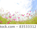 Cosmos field: One side of cosmos [fisheye photography] 83533312