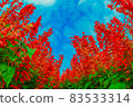 Salvia and blue sky [Fish eye shooting] 83533314