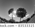 Gunma Prefecture: Iris Hill (Dahlia Garden) [Monochrome fisheye photography] 83533315