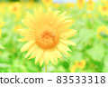 Sunflower field [single sunflower, close-up photography] 83533318