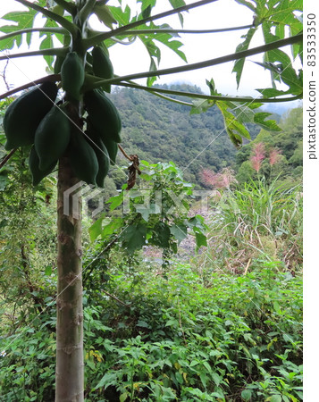 原產於台灣山區的木瓜樹 2 原產於台灣山區的木瓜樹 2 83533350