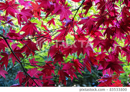Red leaves, arboretum Tesarske Mlynany, Slovakia Red leaves, arboretum Tesarske Mlynany, Slovakia 83533800
