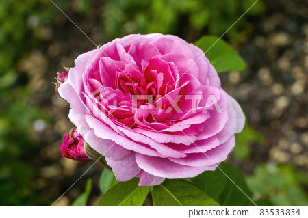 English rose 'Gertrude Jekyll' English rose 'Gertrude Jekyll' 83533854